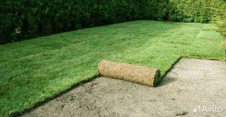 Рулонный газон