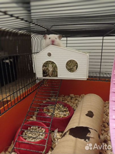 Клетка для грызунов (высокий поддон)