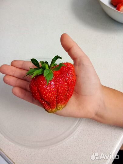 Саженцы клубники Слоненок