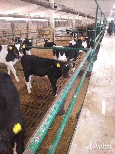 Бычки Телята