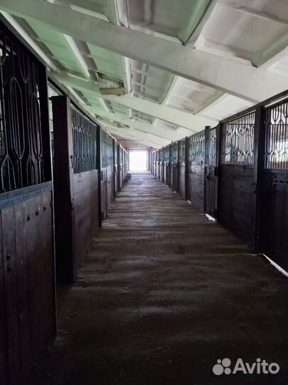 Постой лошадей