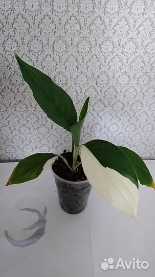 Спатифиллум Пикассо