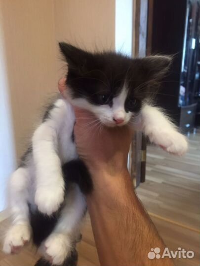 Отдам котят в добрые руки