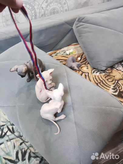 Канадский сфинкс котенок