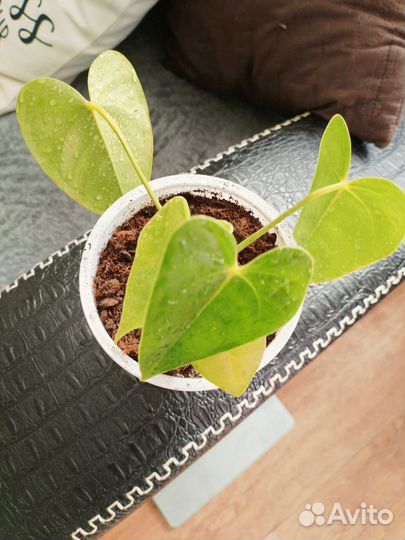 Антуриум красный