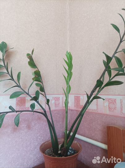 Замиокулькас