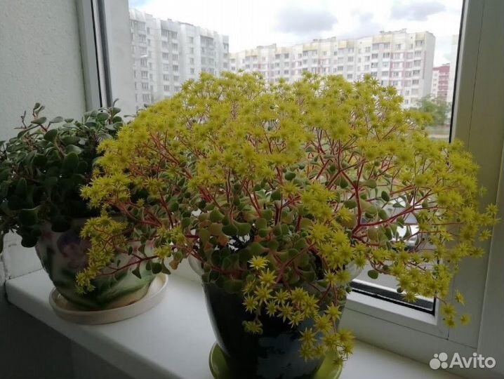 Аихризон(дерево любви).Спатифиллум