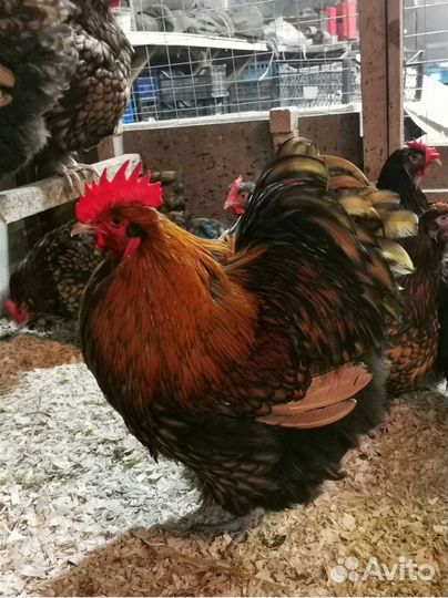 Цыплята орпингтона золотоокаймленного