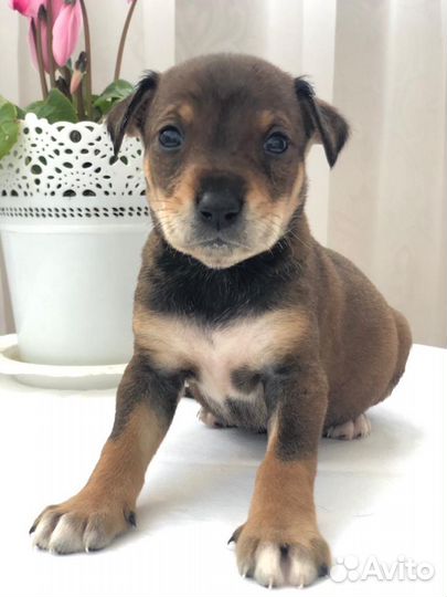 Метисы лабрадора