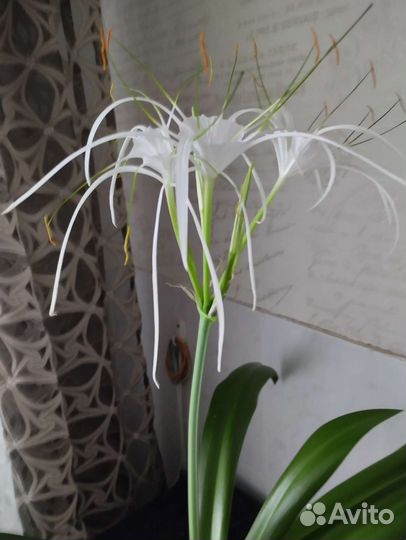 Гиппеаструм