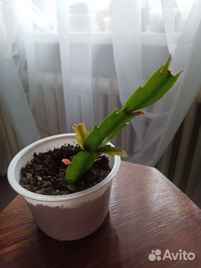 Цветок декабрист