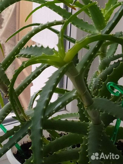 Алоэ на срез, 3 больших отростка