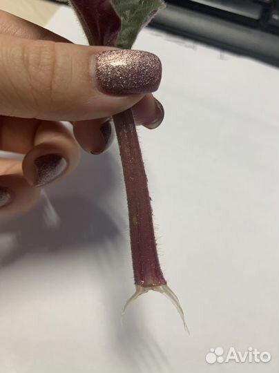 Фиалка, махровая, фиолетовая