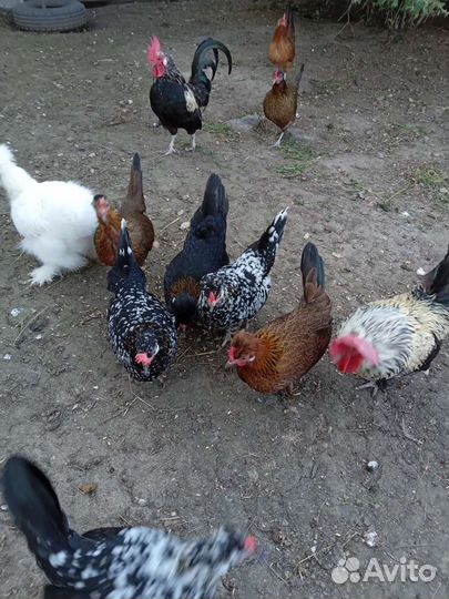 Куры бентамки