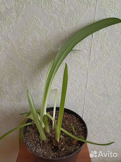 Гиппиаструм