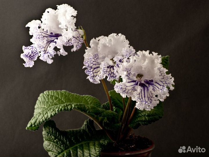 Стрептокарпусы