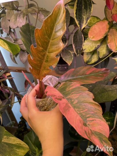 Филодендрон Карамель Марбл