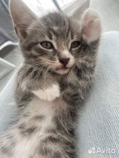 Котенок мальчик 1,5 мес