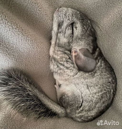 Ратолог по грызунам, осмотр, онлайн консультация о