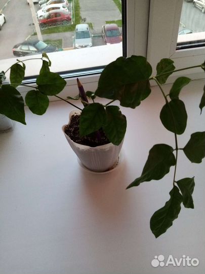 Комнатные цветы жасмин