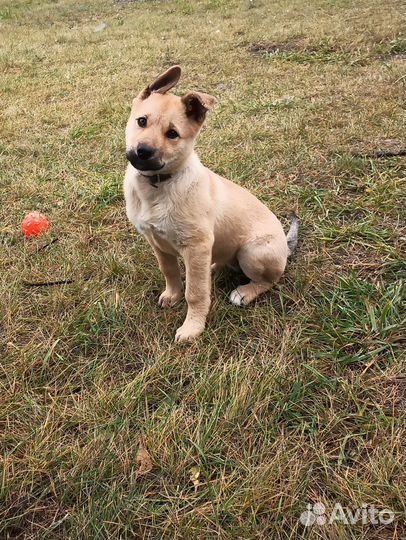 Любящий щенок