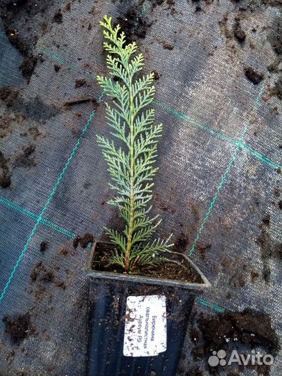 Укорененные черенки туи, можжевельник