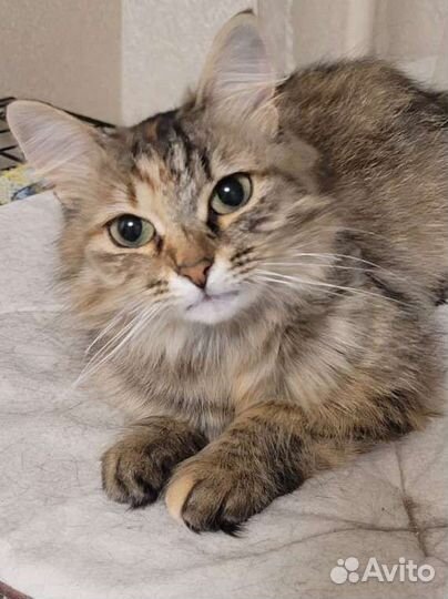 Сибирская кошка метис в добрые руки