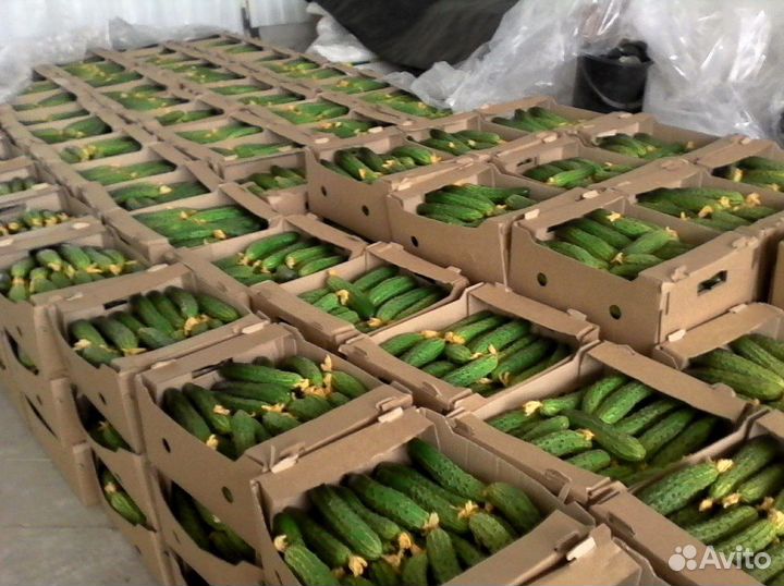 Лотки, тара для овощей опт