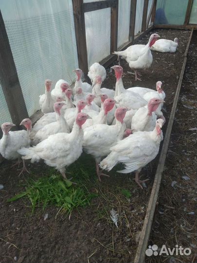 Индейка, мясо бройлерной индейки