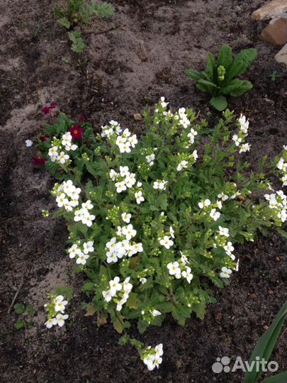 Растения для альпийской горки