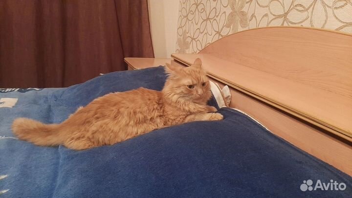 Кот в добрые руки