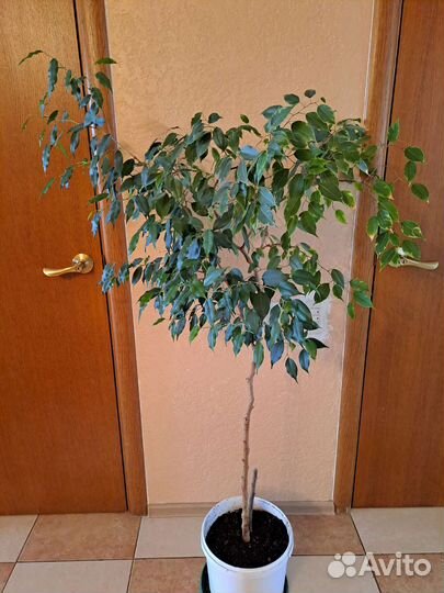 Драцены 2 сорта, фикус Голден Кинг