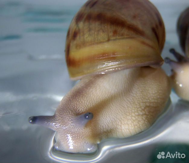 Улитки архахатины