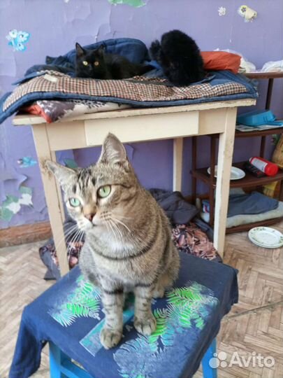 Кошечка в добрые руки