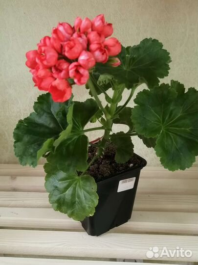 Пеларгония герань сортовая
