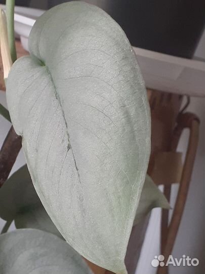 Комнатные растения ч.1 лиановидные