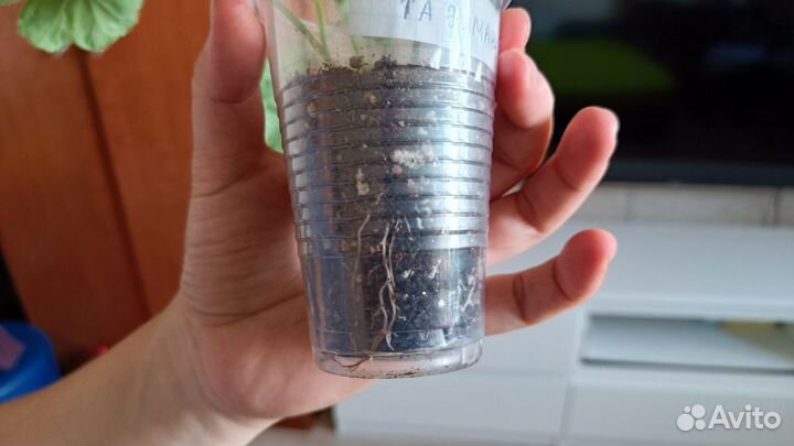 Пеларгония герань та Эммануэль