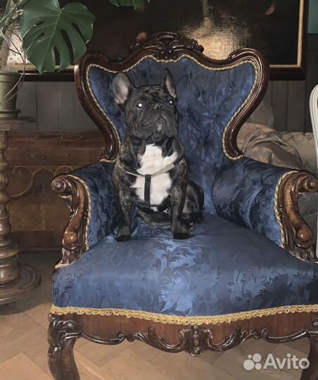 Ищем невесту ) французский бульдог, вязка