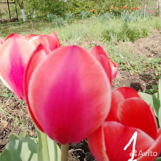 Луковицы тюльпанов