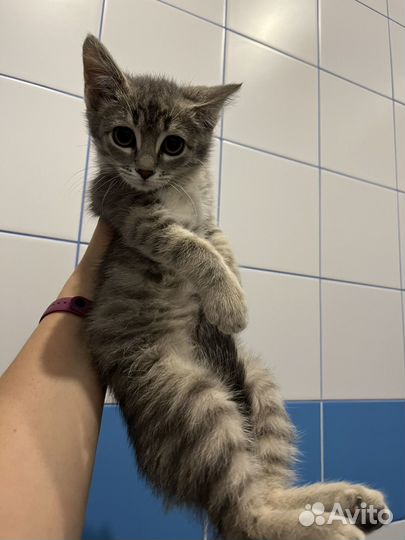 Котенок мальчик ищет дом