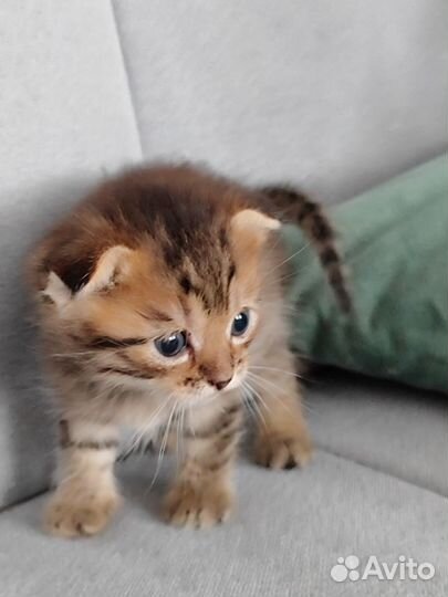 Вислоухие котята.1 месяц.Два мальчика и девочка