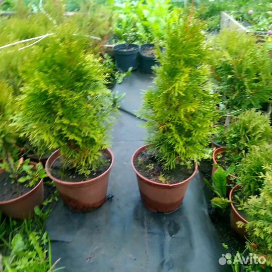 Саженцы хвойных растений