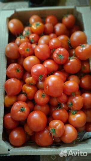 Помидоры свежие домашние
