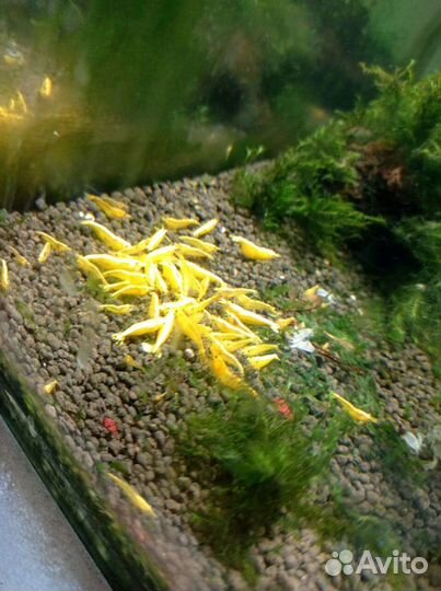 Аквариумные креветки