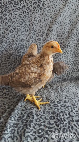 Инкубационное яйцо билефельдер