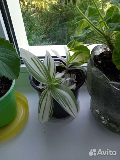 Комнатные цветы