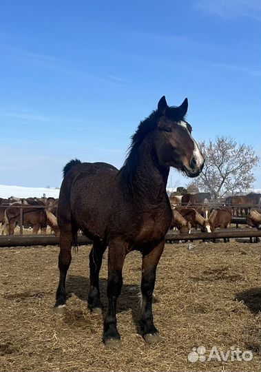 Жеребцы советский тяжеловоз