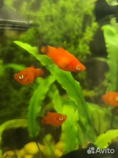Аквариумные рыбки: пецилии, моллинезии, креветки