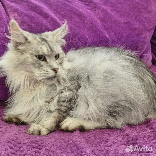 Ищем дом кошке породы Мейн-кун