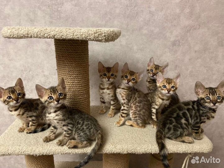 Бенгальские котята